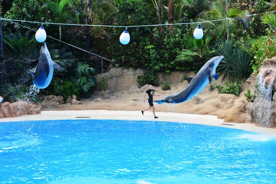 Dolphin show in Loro Parque, Tenerife