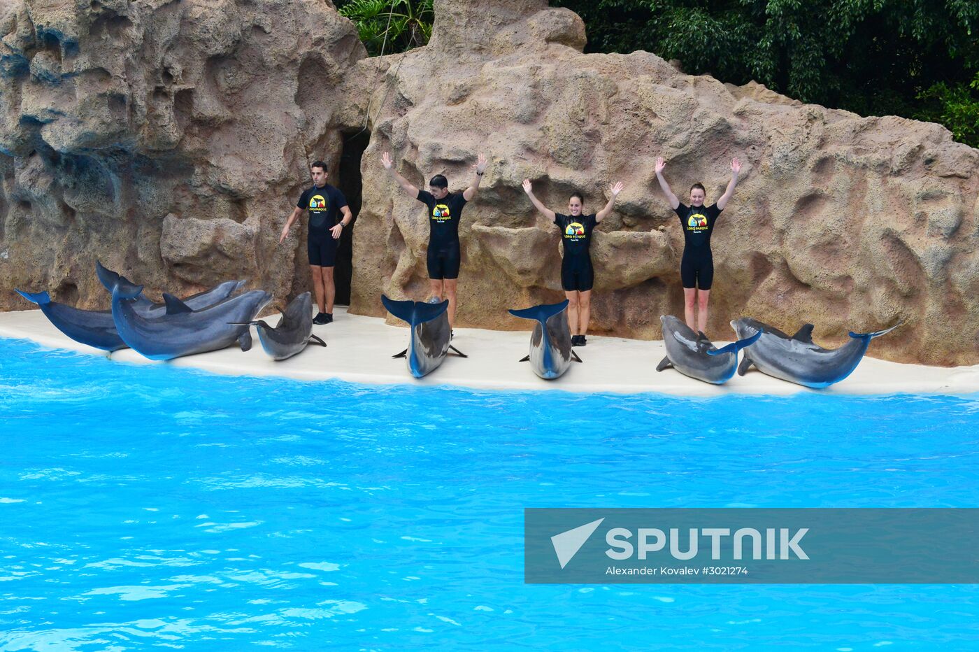 Dolphin show in Loro Parque, Tenerife