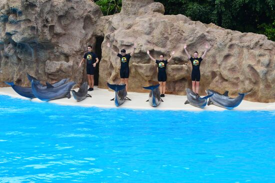 Dolphin show in Loro Parque, Tenerife