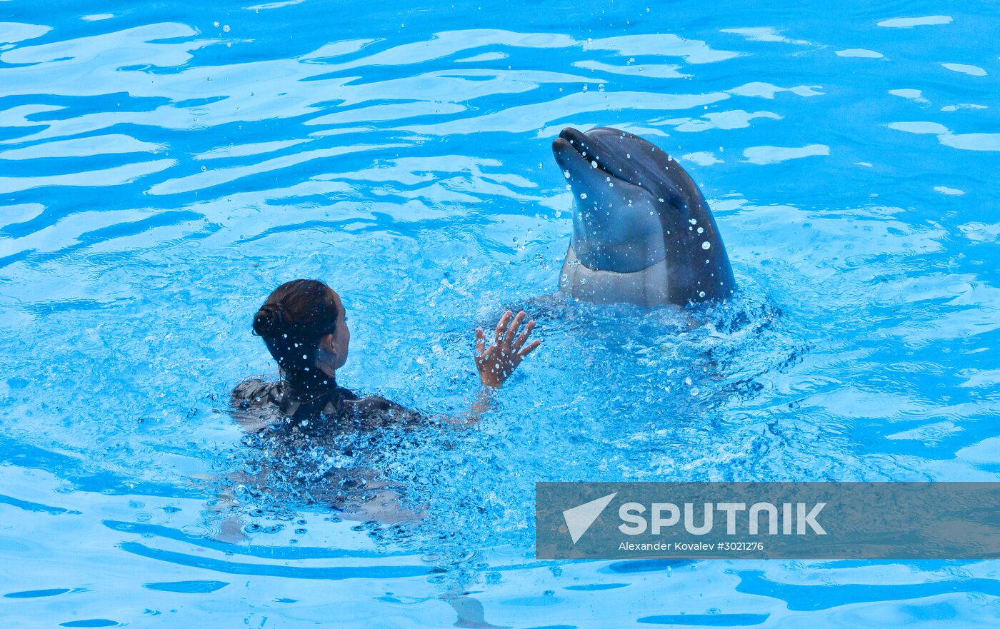 Dolphin show in Loro Parque, Tenerife