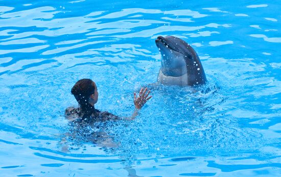 Dolphin show in Loro Parque, Tenerife