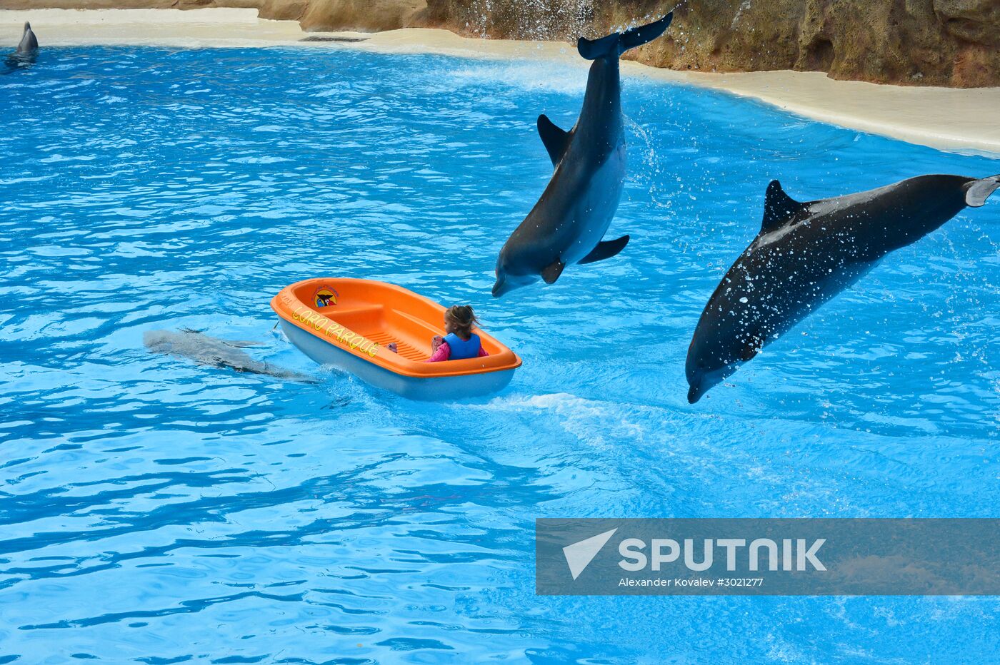 Dolphin show in Loro Parque, Tenerife