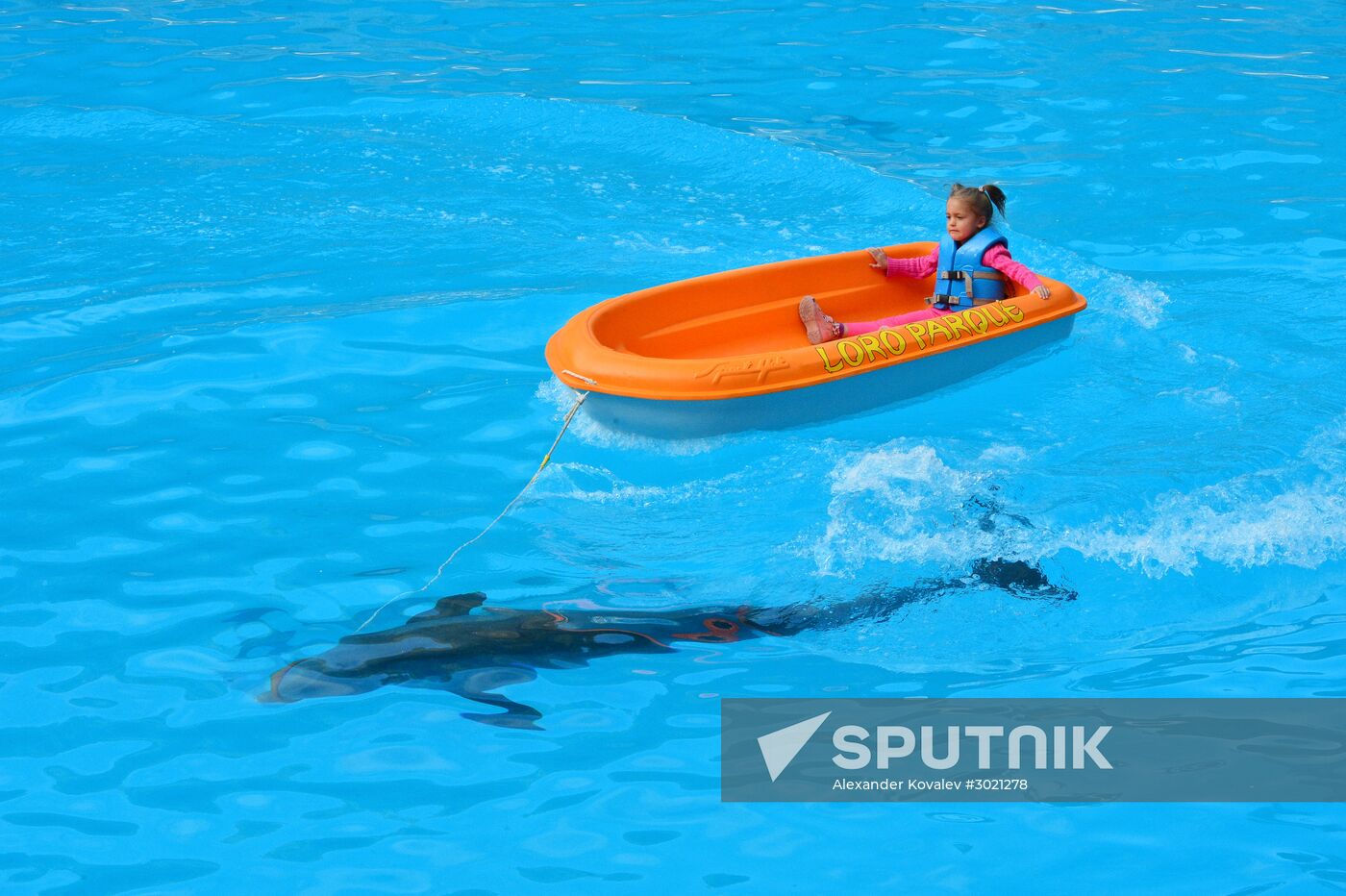 Dolphin show in Loro Parque, Tenerife