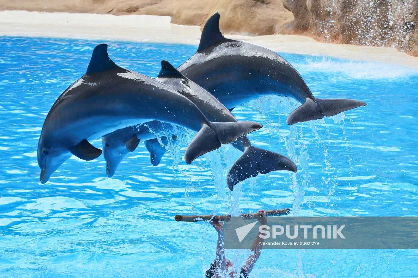 Dolphin show in Loro Parque, Tenerife