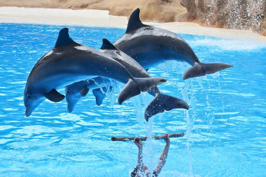 Dolphin show in Loro Parque, Tenerife
