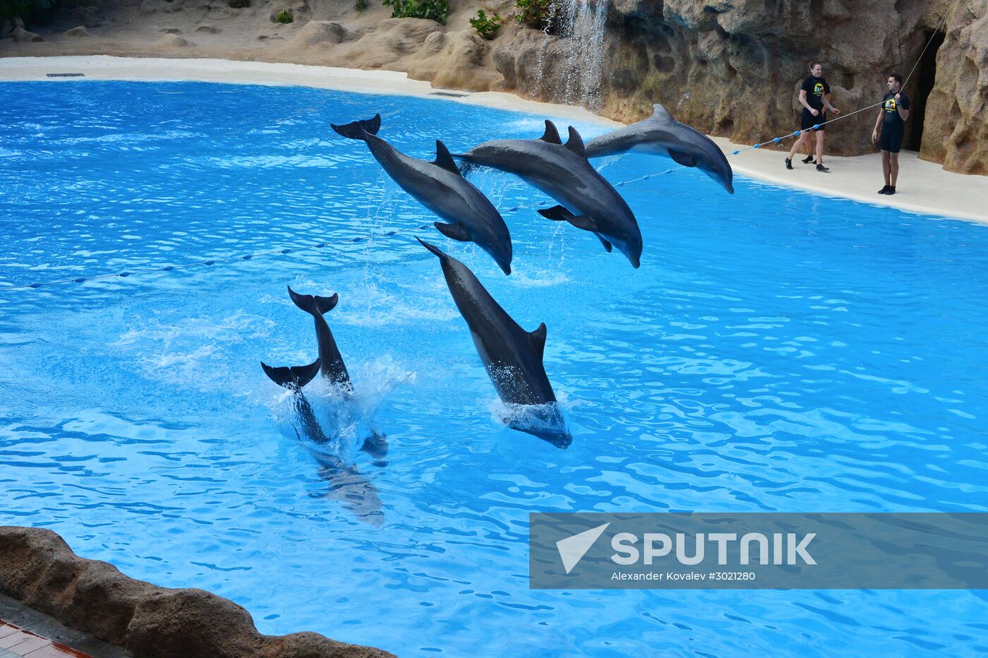 Dolphin show in Loro Parque, Tenerife