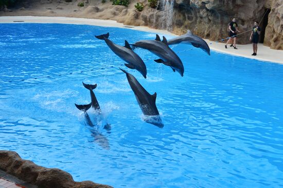 Dolphin show in Loro Parque, Tenerife