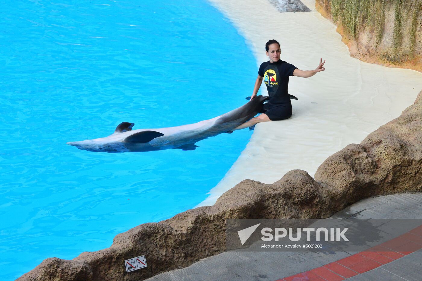 Dolphin show in Loro Parque, Tenerife
