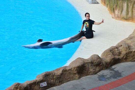 Dolphin show in Loro Parque, Tenerife