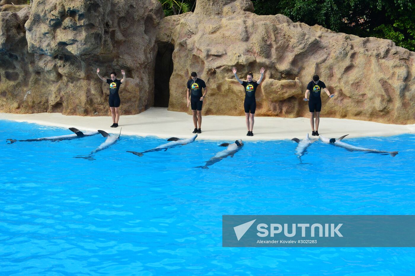 Dolphin show in Loro Parque, Tenerife