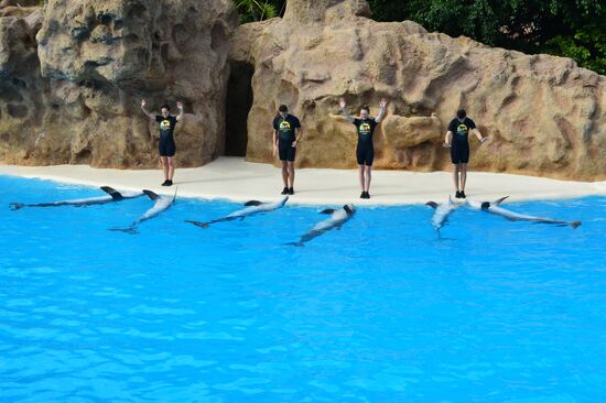 Dolphin show in Loro Parque, Tenerife