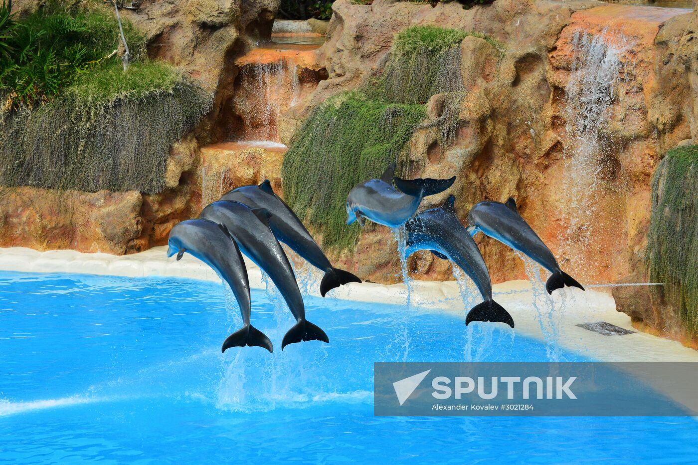Dolphin show in Loro Parque, Tenerife
