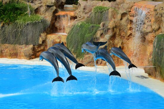 Dolphin show in Loro Parque, Tenerife