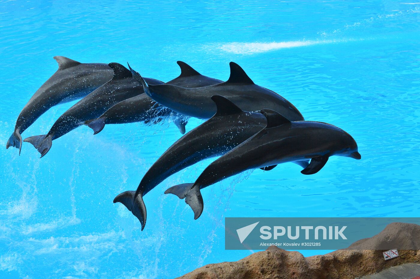 Dolphin show in Loro Parque, Tenerife