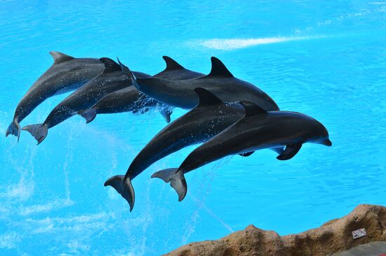 Dolphin show in Loro Parque, Tenerife