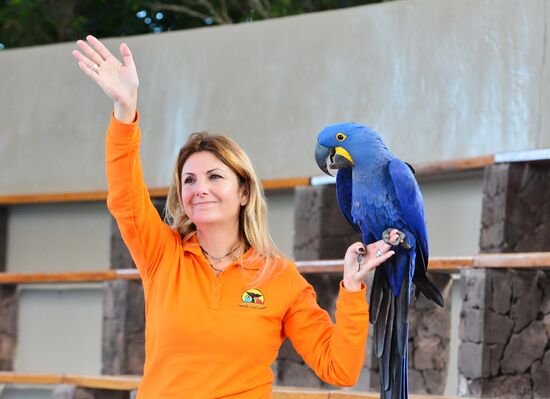 Dolphin show in Loro Parque, Tenerife