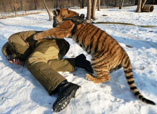 Tiger cub Shere Khan in Primorye Territory's safari park