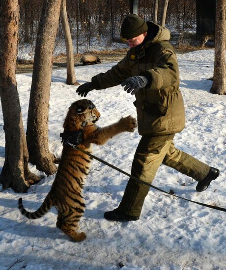 Tiger cub Shere Khan in Primorye Territory's safari park