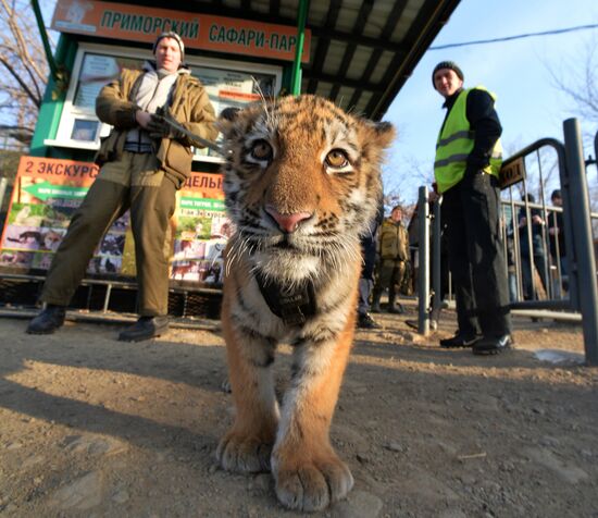 Tiger cub Shere Khan in Primorye Terrotiry's safari park