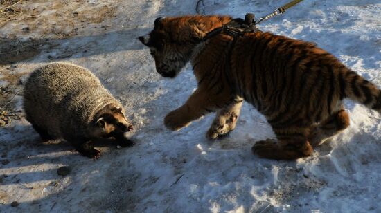 Tiger cub Shere Khan in Primorye Terrotiry's safari park
