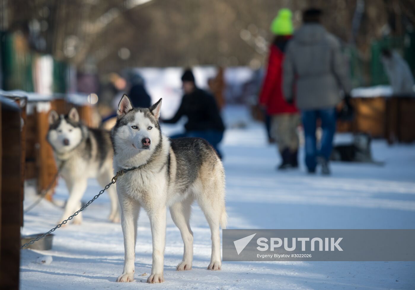 Rehabilitation and educational program "On the Way with Huskies"