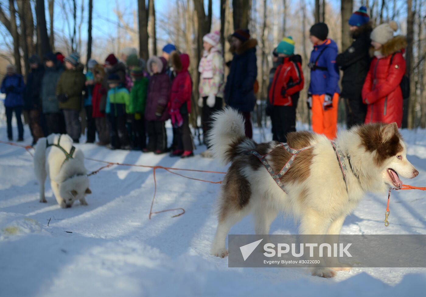 Rehabilitation and educational program "On the Way with Huskies"