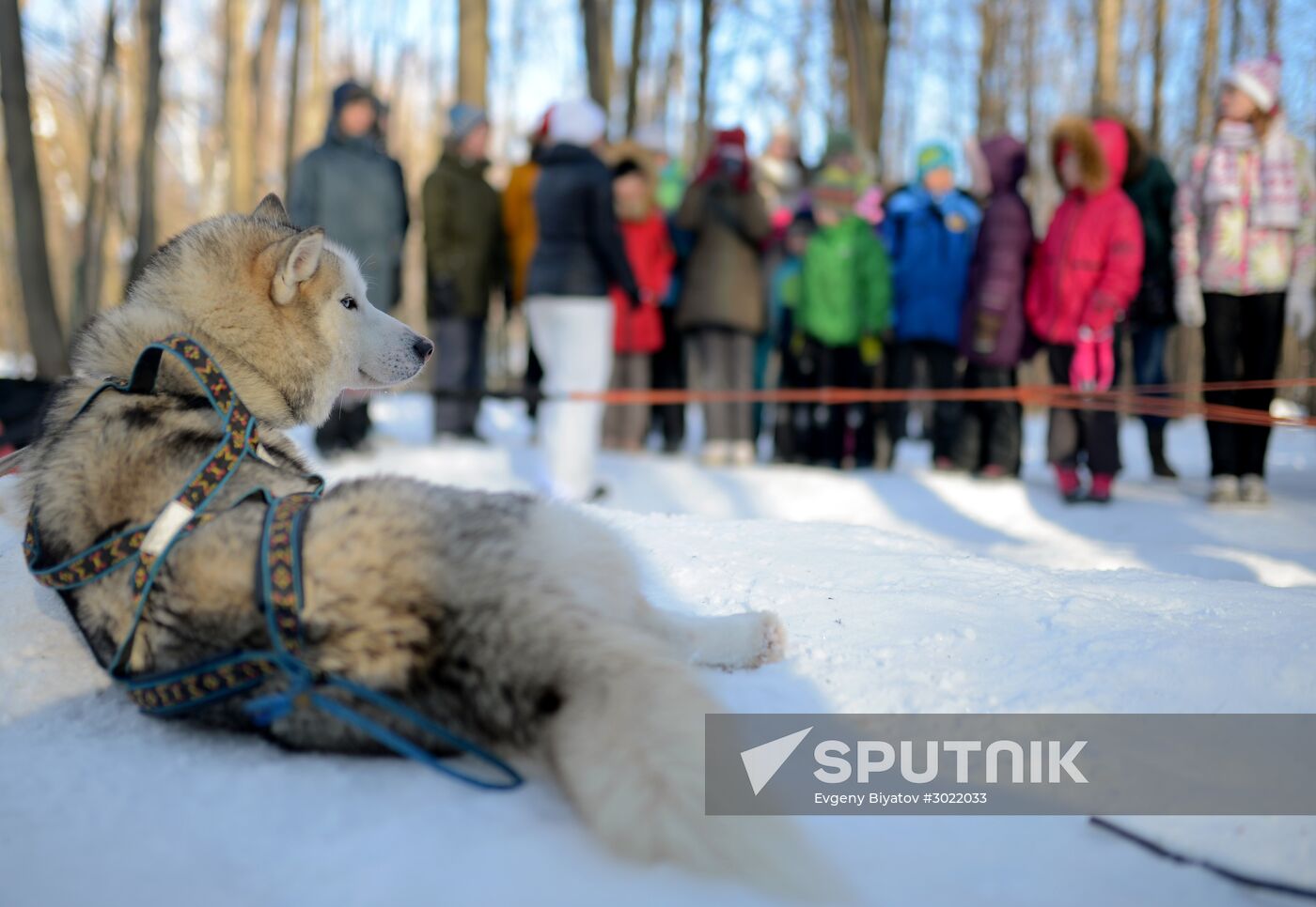 Rehabilitation and educational program "On the Way with Huskies"