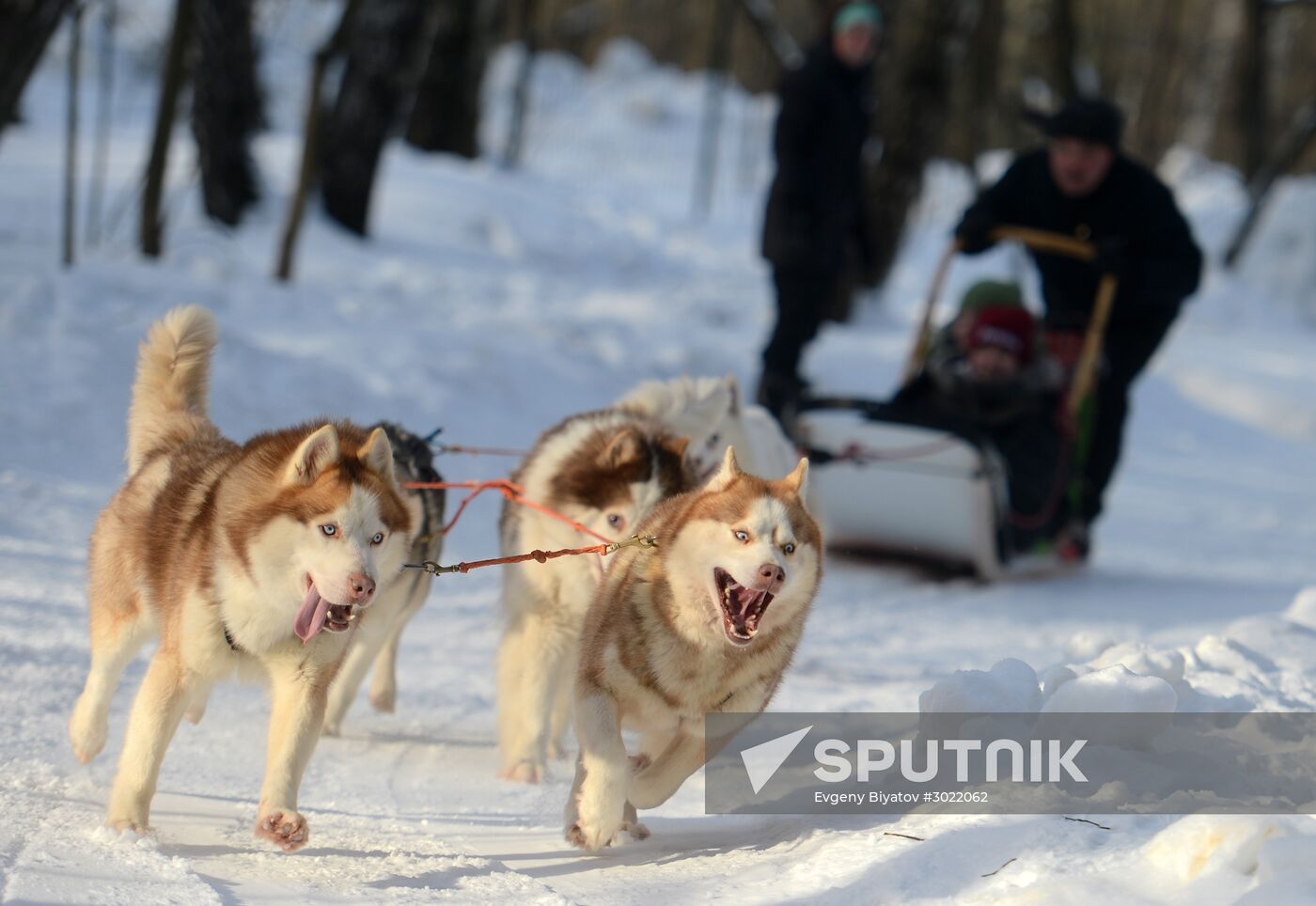 Rehabilitation and educational program "On the Way with Huskies"