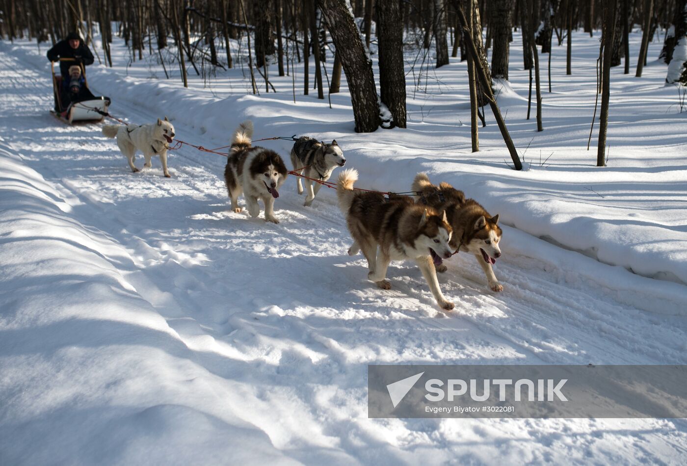 Rehabilitation and educational program "On the Way with Huskies"