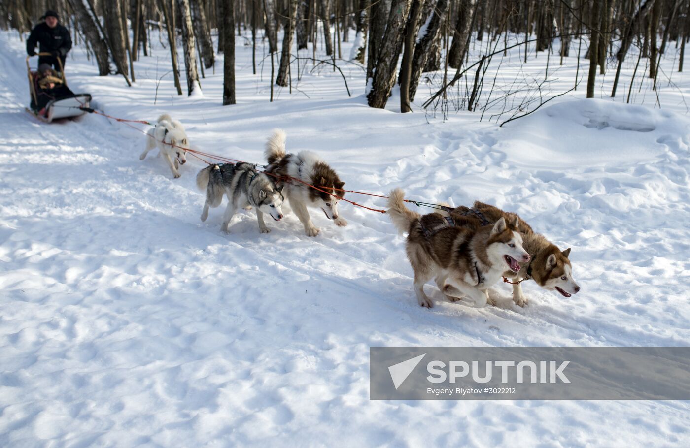 Rehabilitation and educational program "On the Way with Huskies"