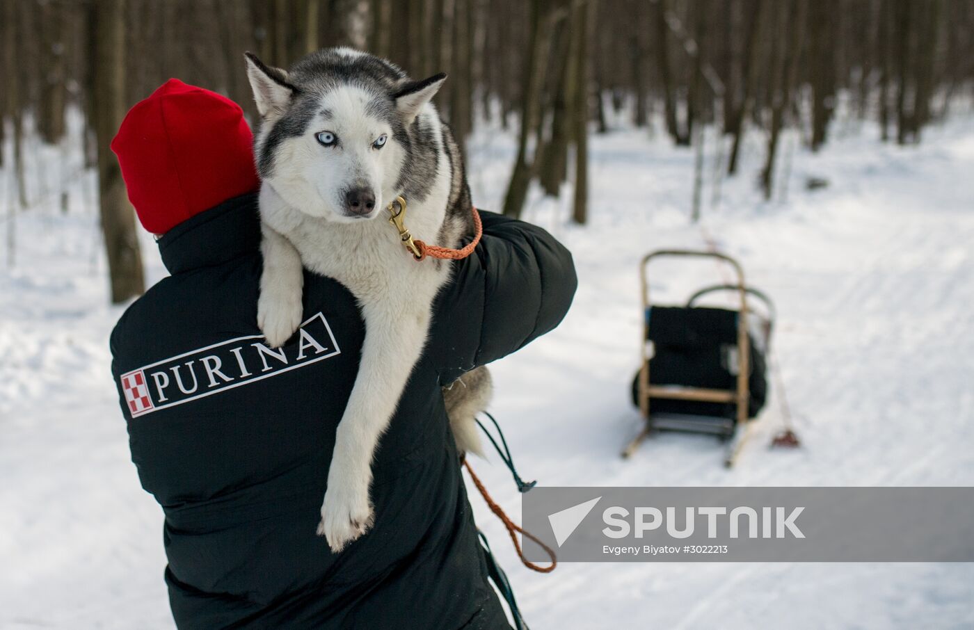 Rehabilitation and educational program "On the Way with Huskies"