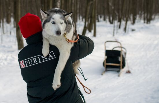 Rehabilitation and educational program "On the Way with Huskies"