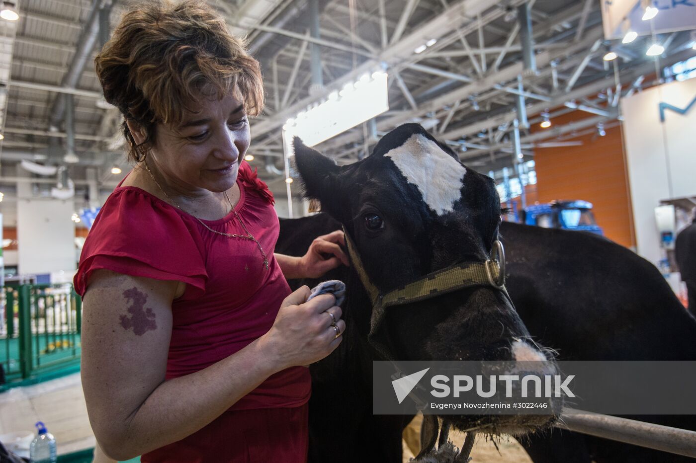 Preparing animals for AgroFarm Exhibition
