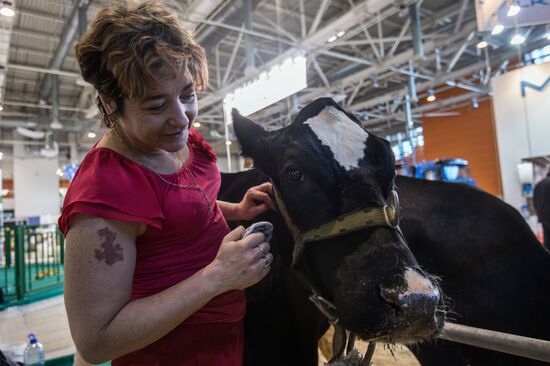 Preparing animals for AgroFarm Exhibition