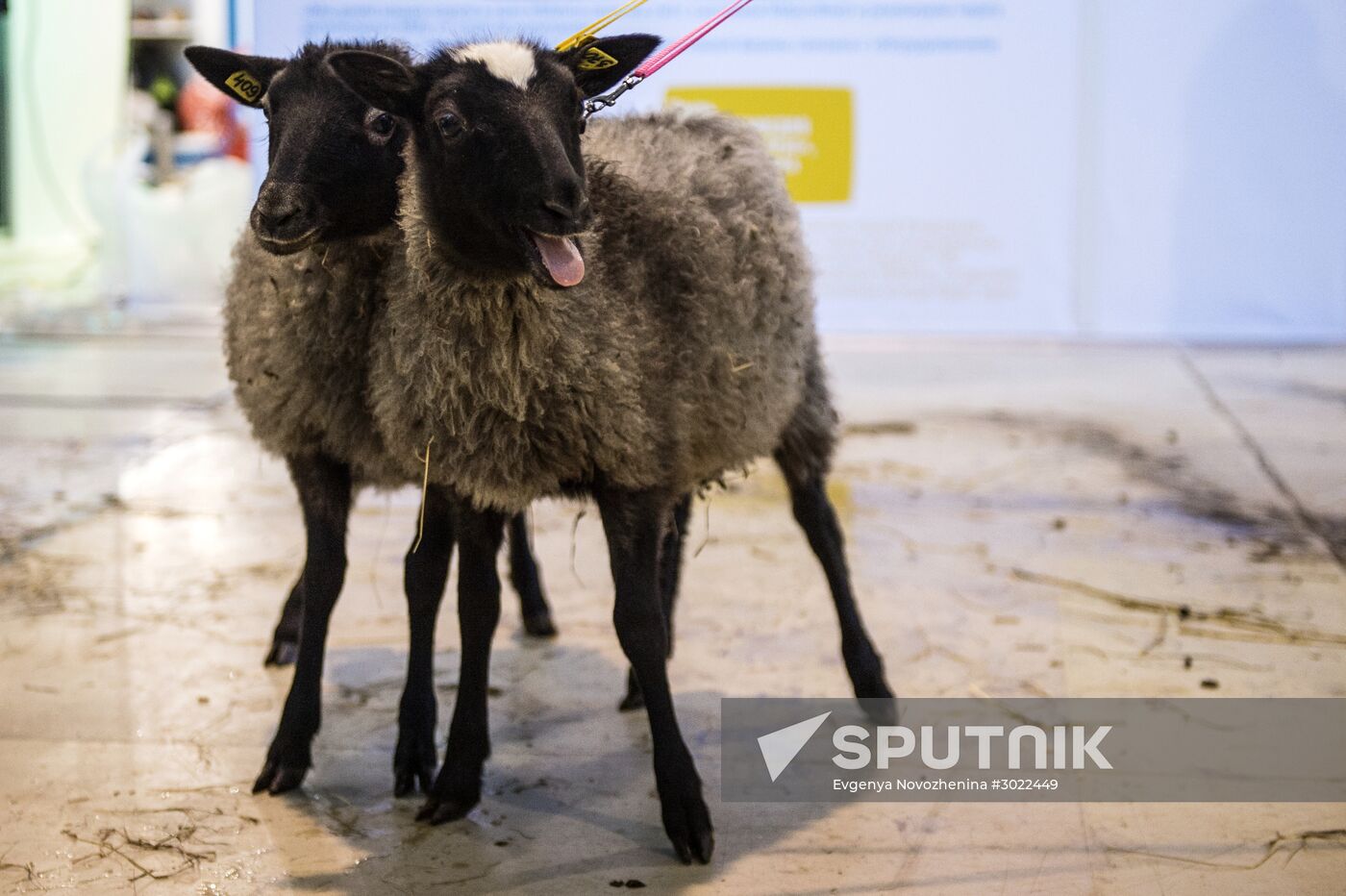 Preparing animals for AgroFarm Exhibition