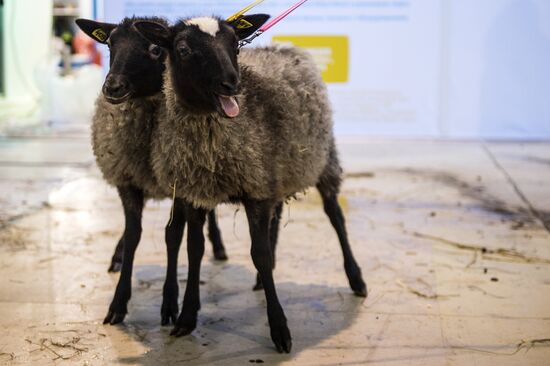 Preparing animals for AgroFarm Exhibition