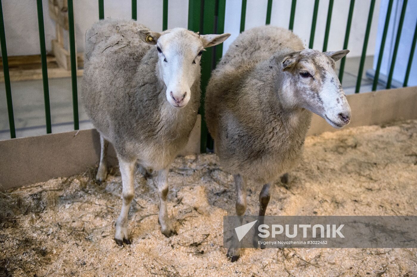 Preparing animals for AgroFarm Exhibition