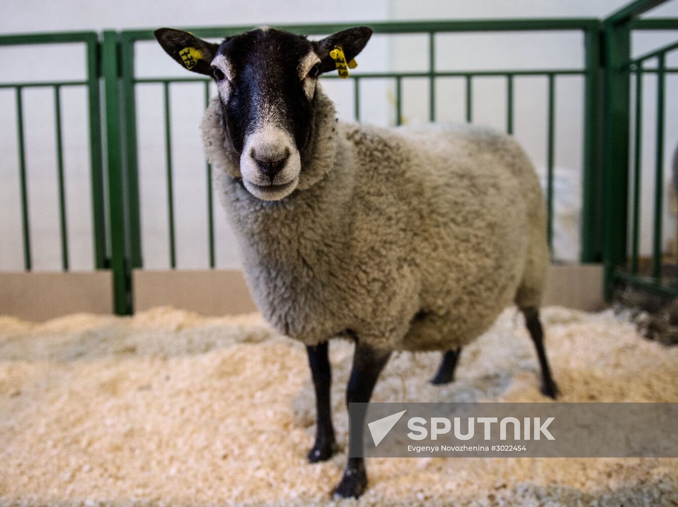 Preparing animals for AgroFarm Exhibition