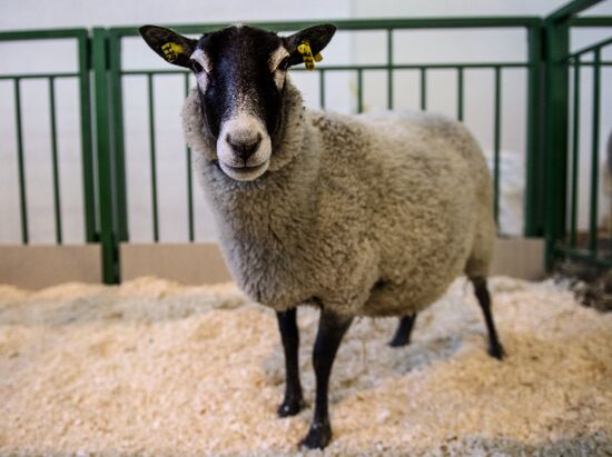 Preparing animals for AgroFarm Exhibition