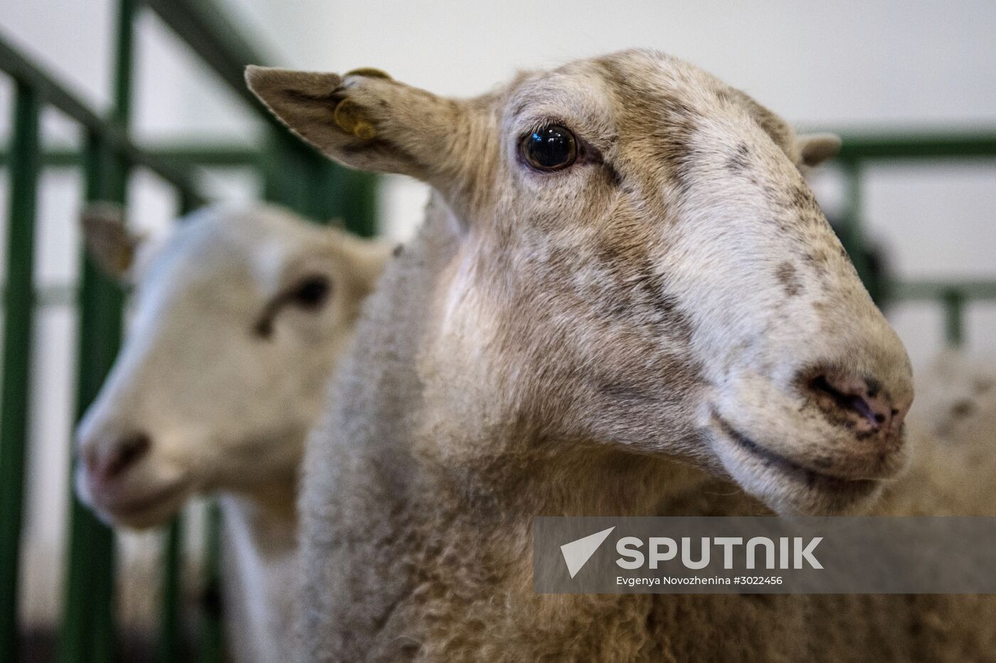 Preparing animals for AgroFarm Exhibition