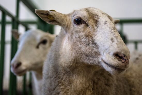 Preparing animals for AgroFarm Exhibition