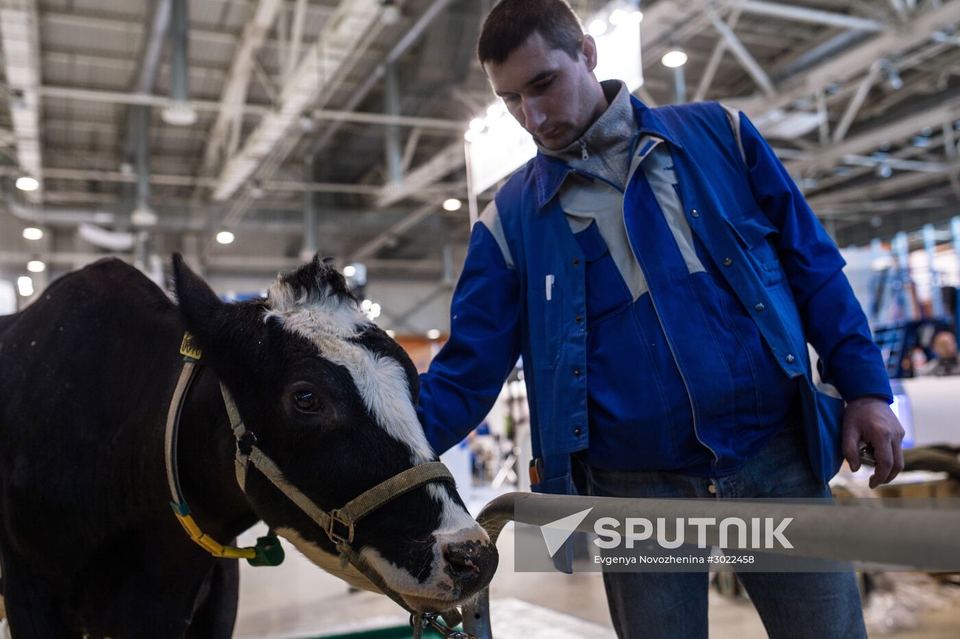 Preparing animals for AgroFarm Exhibition
