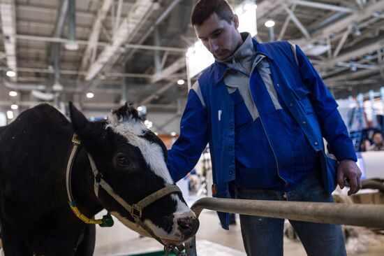 Preparing animals for AgroFarm Exhibition
