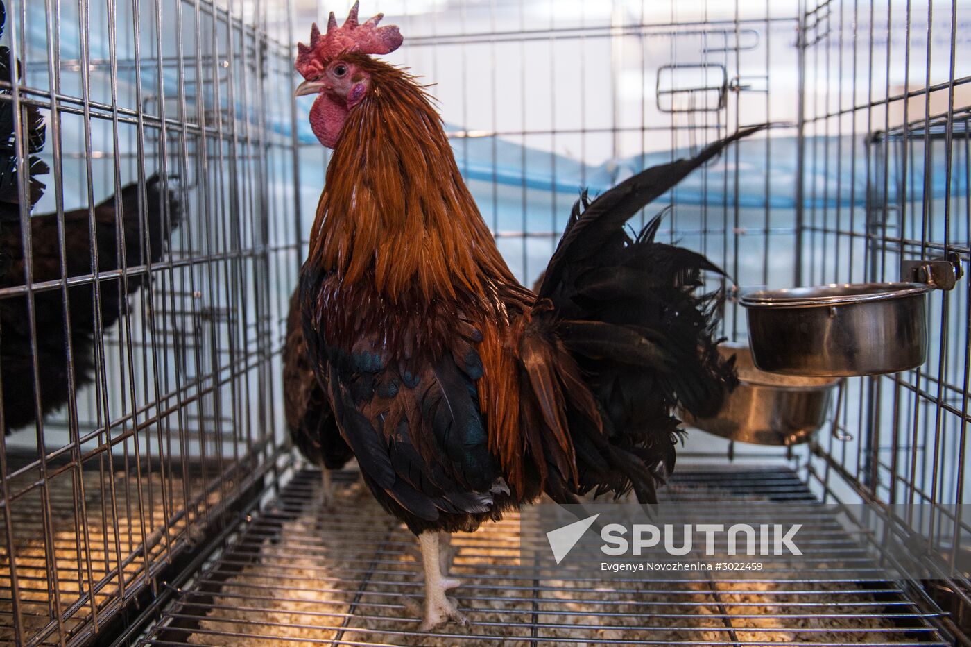 Preparing animals for AgroFarm Exhibition
