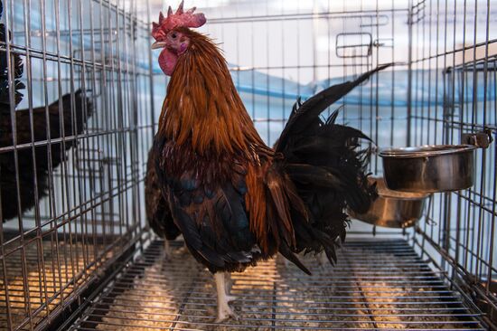 Preparing animals for AgroFarm Exhibition