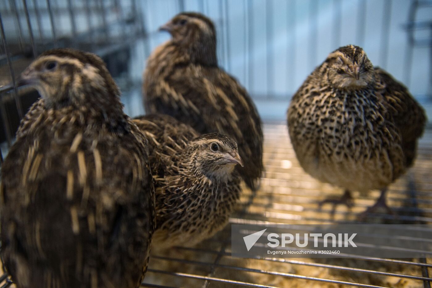 Preparing animals for AgroFarm Exhibition