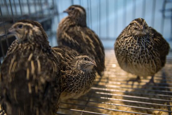 Preparing animals for AgroFarm Exhibition