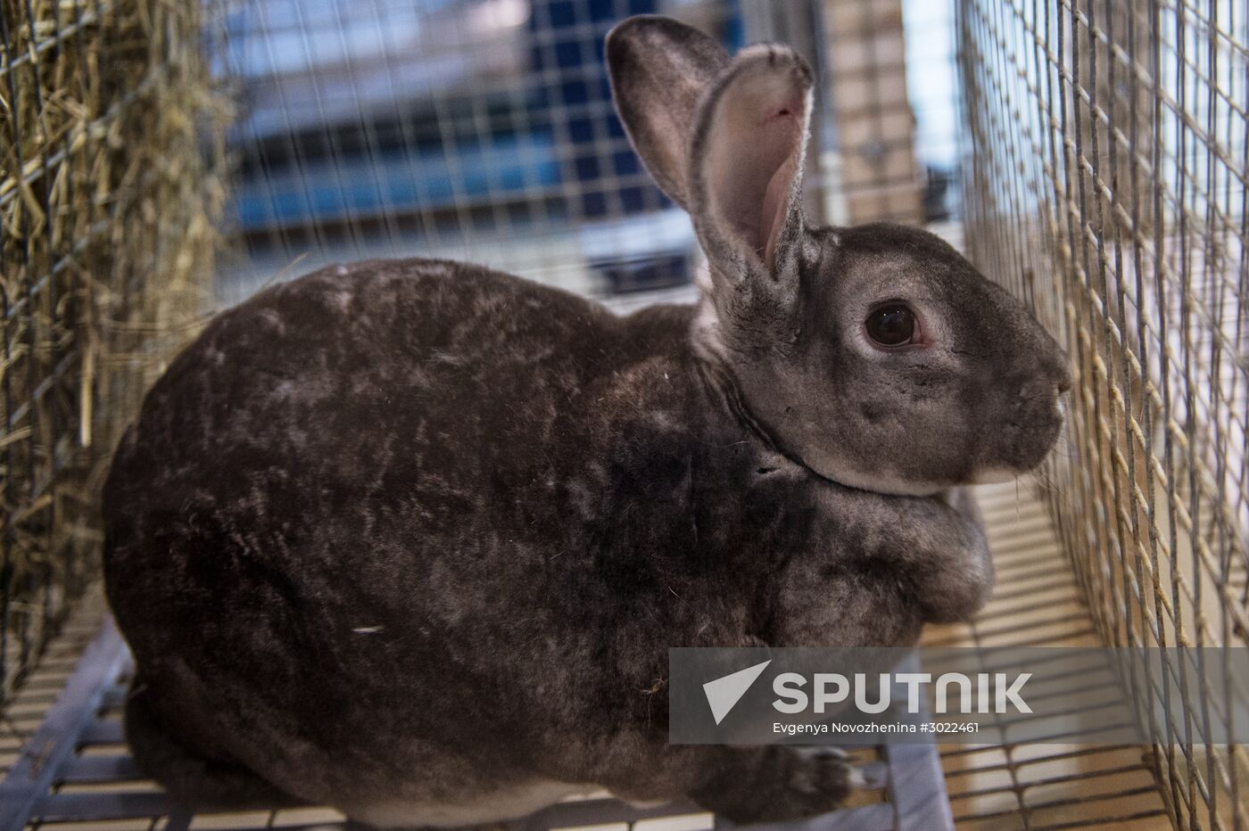 Preparing animals for AgroFarm Exhibition