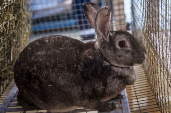 Preparing animals for AgroFarm Exhibition