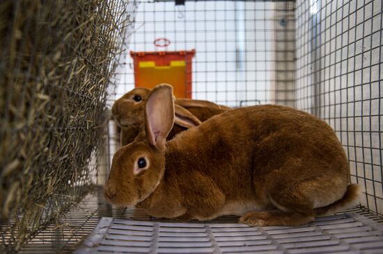 Preparing animals for AgroFarm Exhibition